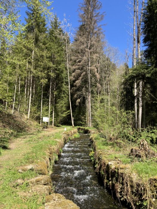 Kleiner Bach fließt durch einen Wald entlang eines schmalen Wegs; hohe Nadel- und Laubbäume, teils kahl. Sonniger Tag mit klarem Himmel, frisches Grün und ruhige Natur.